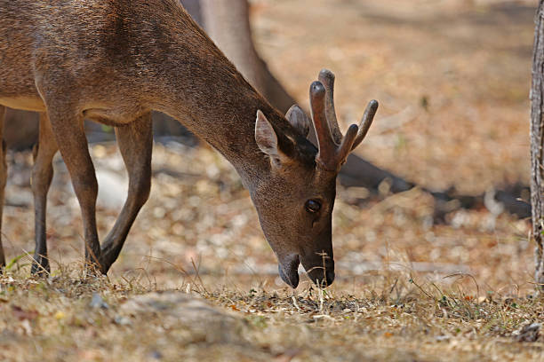 istock Indonesia: Timor Rusa Deer on Rinca Island 525770461