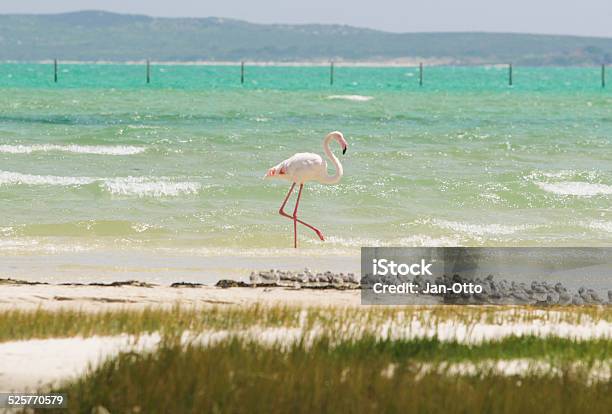 Flamingo In West Coast National Park Stockfoto und mehr Bilder von Afrika - Afrika, Anhöhe, Atlantik