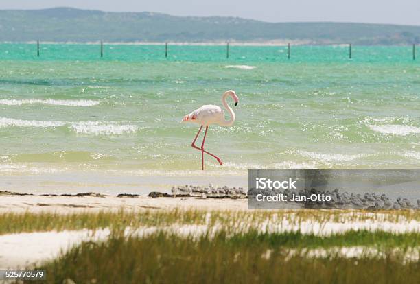 Flamingo En Parque Nacional De La Costa Oeste Foto de stock y más banco de imágenes de Agua - Agua, Aire libre, Andar