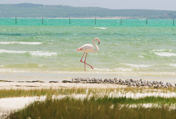 istock Flamingo in West coast national park 525770579