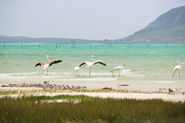 Flamingos in West coast national park