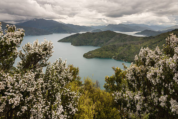 manuka árboles más estrecho de la reina charlotte - queen charlotte sound fotografías e imágenes de stock