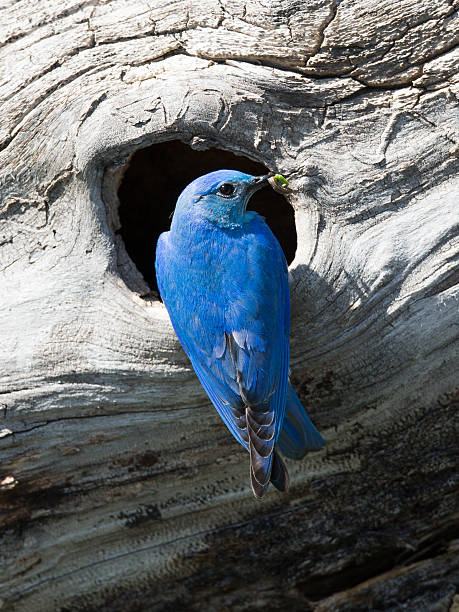 гора bluebird придает гусеница назад в гнездо - mountain bluebird bird bluebird blue стоковые фото и изображения
