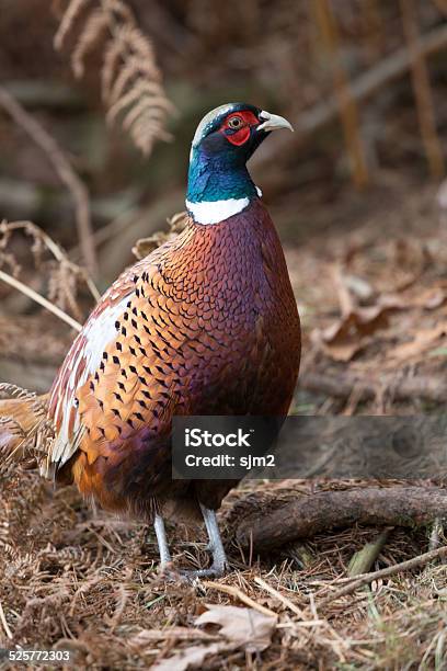 Close Up Male Pheasant Stock Photo - Download Image Now - Pheasant - Bird, Pheasant Meat, Animal Wildlife