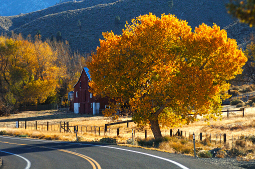 A red barn surrounded by fall colors and mountains in Genoa, Nevada