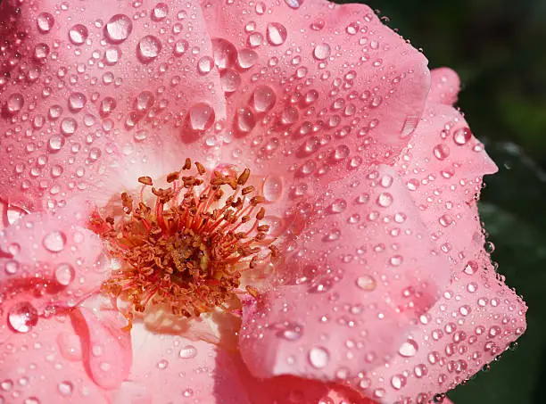 Beautiful pink flower-rose with wet petals