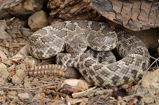 crotalo pacifico (crotalus viridis helleri). - snake rattlesnake poisonous organism fang foto e immagini stock