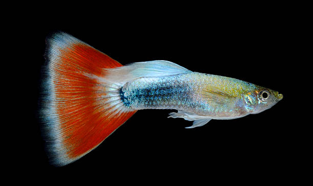 istock Beautiful Guppy Isolated on Black Background 525775157