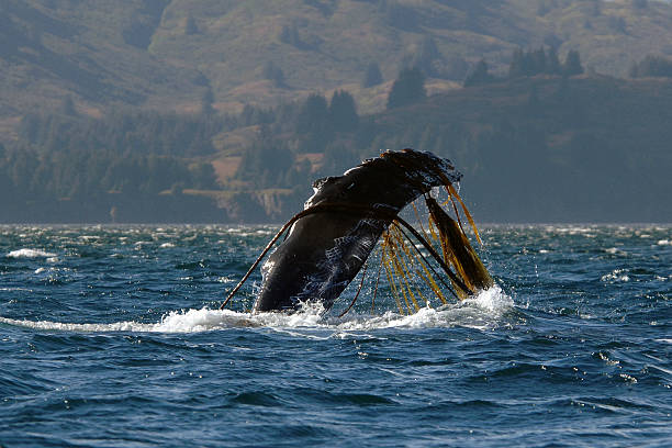 Humpback Whale Pectoral Fin Entangled In Kelp Humpback Whale Off The Coast Of Kodiak, Alaska kodiak island photos stock pictures, royalty-free photos & images