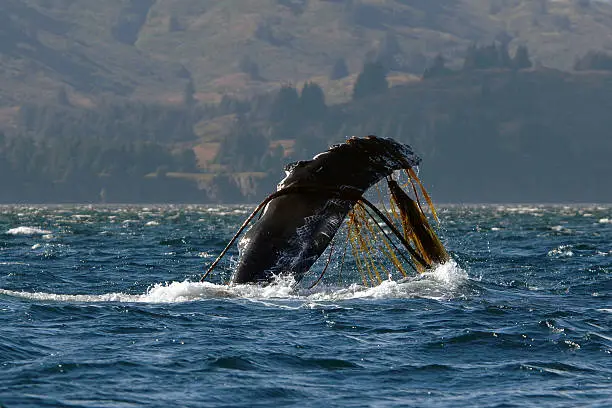 Photo of Humpback Whale Pectoral Fin Entangled In Kelp