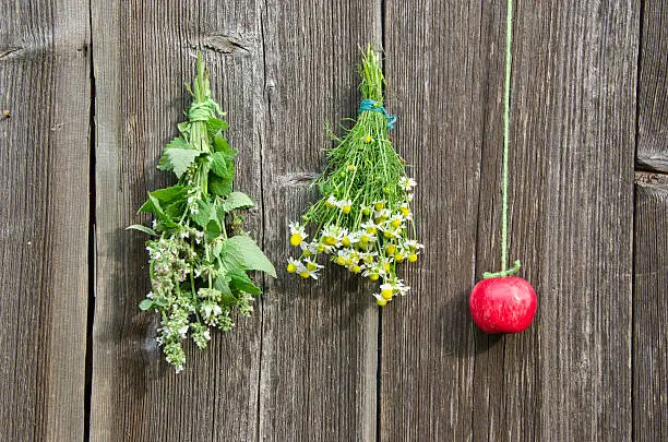medical herbs flowers and red apple hang on old wooden farm wall