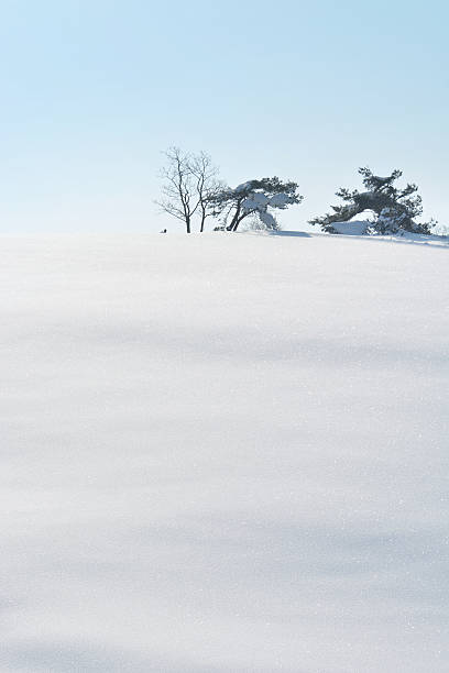 istock Trees covered with white snow of winter hill 525786481