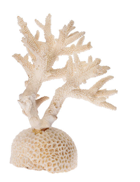 istock white isolated coral branch 525787369