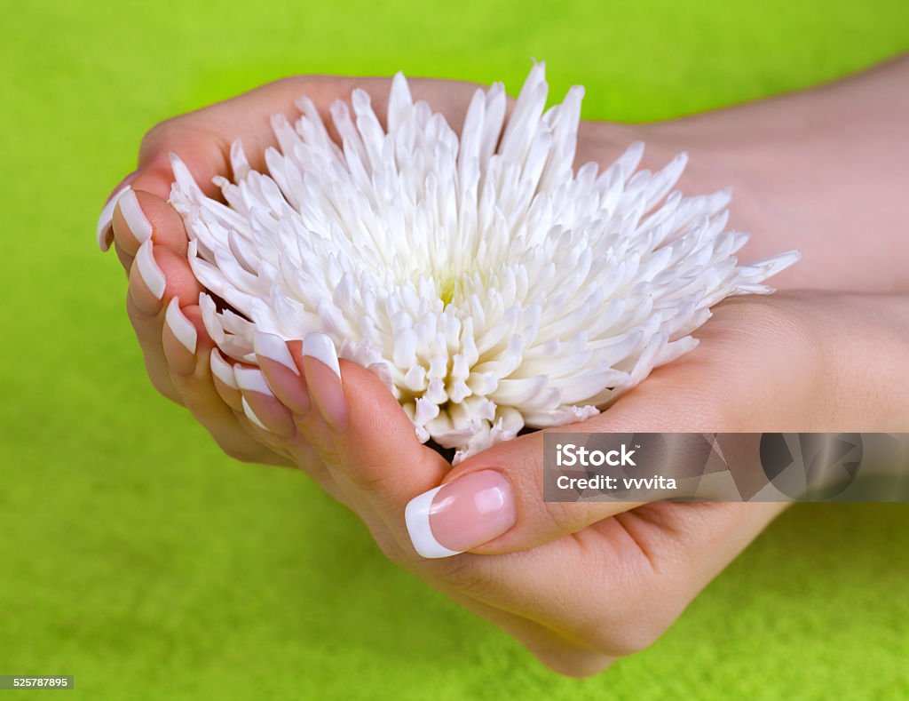 Female hands with perfect french manicure Beautiful female hands with perfect french manicure holding white chrysanthemum flower Adult Stock Photo