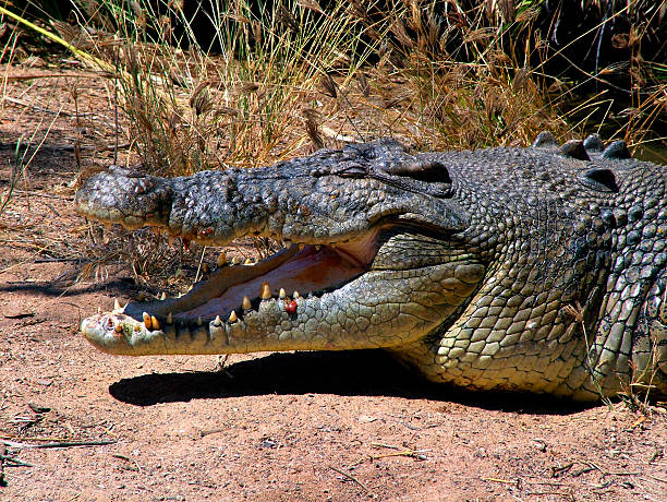 Saltwater or Estuarine Crocodile (crocodylus porosus), Northern Territory Australia