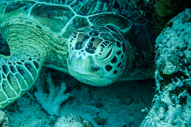 istock Green sea turtle resting in Derawan, Kalimantan, Indonesia underwater 525788951