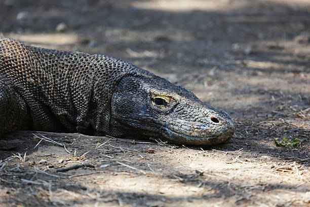 istock Indonesia: Komodo Dragon on Rinca Island 525789157