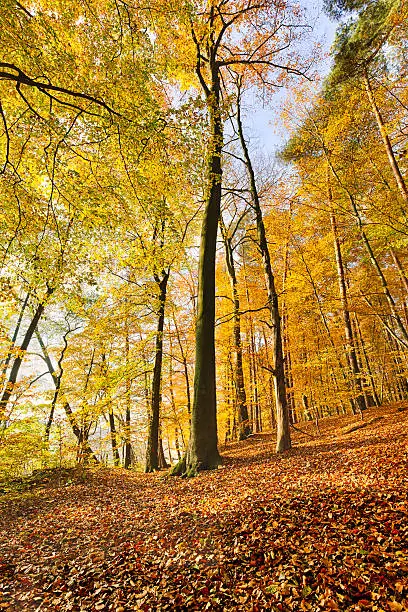 extreme wide-angle shoot of an autumn beech forest