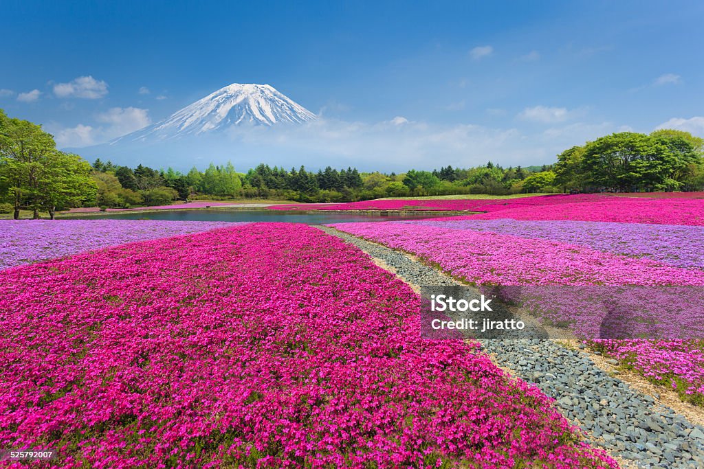 Fuji con rosa Moss o Shibazakura - Foto de stock de Japón libre de derechos