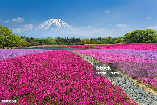 Fuji Con Rosa Moss O Shibazakura Foto de stock y más banco de imágenes de Japón - Japón, Monte Fuji, Flox musgoso