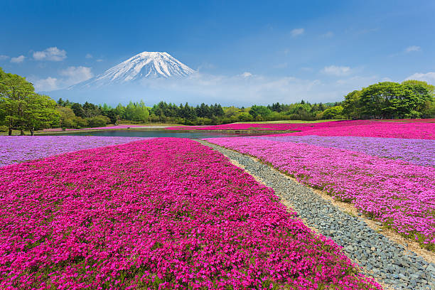 fuji con rosa porcellana o shibazakura - lago kawaguchi foto e immagini stock