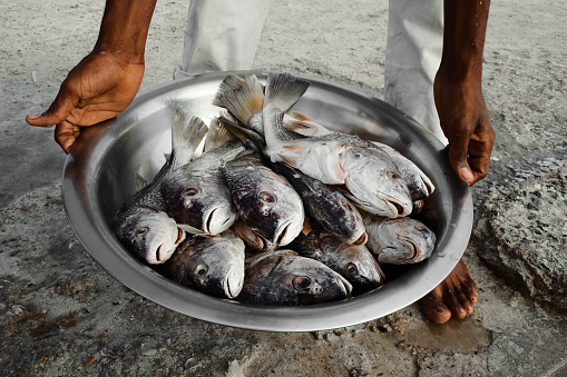 Ready for cooking tropical fishes.Fisherman shows his catch.Boca Chica, Dominican Republic