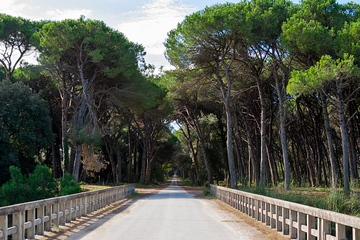 Old bridge and road through San Rossore Regional Park, Tuscany, Italy