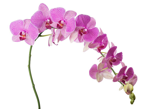 istock long branch with pink stripped isolated orchids 525793571