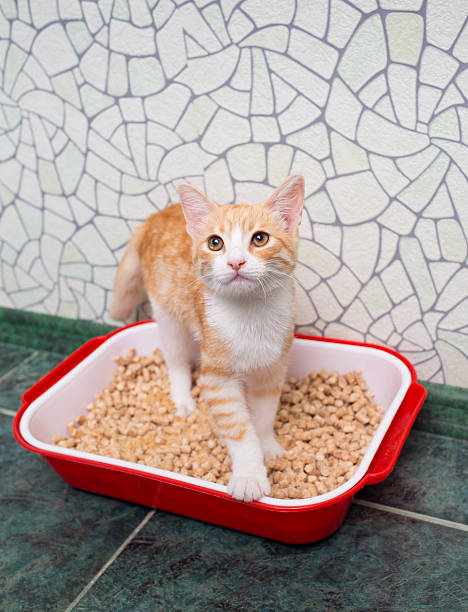 istock cat in the toilet 525793579