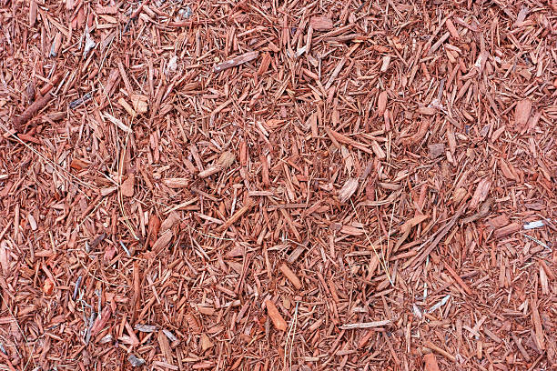 istock Shredded woodchip mulch landscaping background 525799506