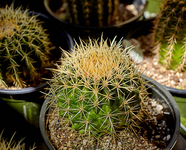 istock Barrel Cactus groiwng in a Pot 525799618