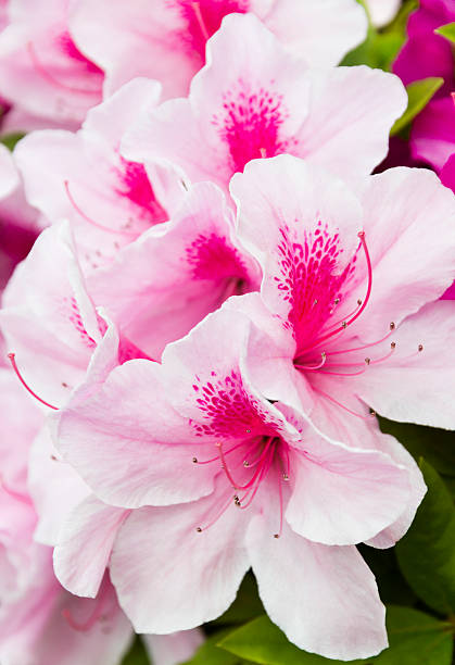 azaléia flores close-up - azalea magenta flower red - fotografias e filmes do acervo