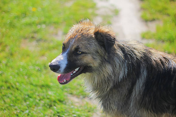 istock Stray dogs on street makes fear 525800306