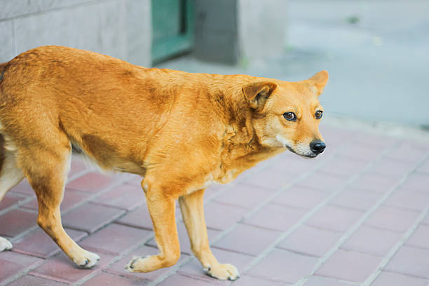 istock Stray dogs on street sad 525800468