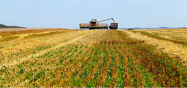 istock Harvester in the field 525801020