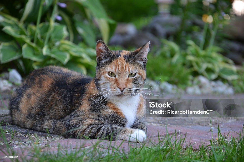 Calico cat sitting on a brick path This is my home in CT, front of the house.  Photo taken on July 14, 2013, around 4pm. Cat was sitting on the ground and looking at the camera. Cat was posing for the camera.  The cat's name is Cookie. She is always outdoors trying to chill out. Animal Stock Photo