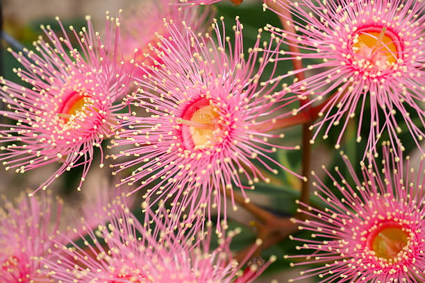 istock Corymbia ficifolia Pale Pink 525801400