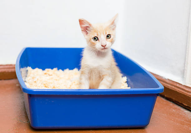 istock Young cat use the toilet 525801433