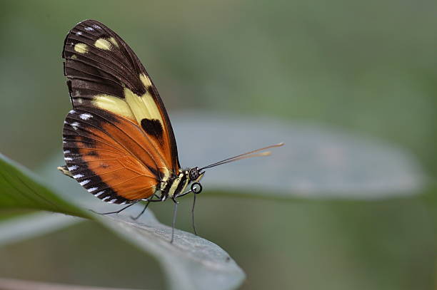 istock Tropical colorful butterfly closeup picture. 525802026