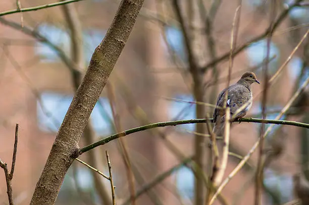 Photo of Brown Bird Sitting on a Branch