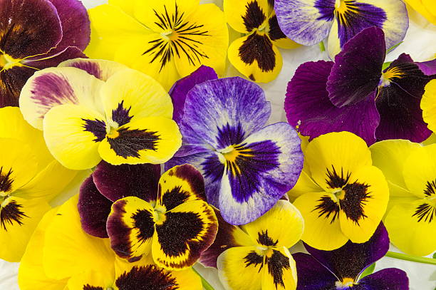 istock Yellow and violet flowers 525802124