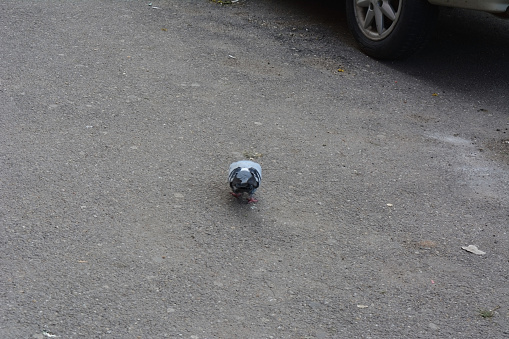Feral pigeon on a street