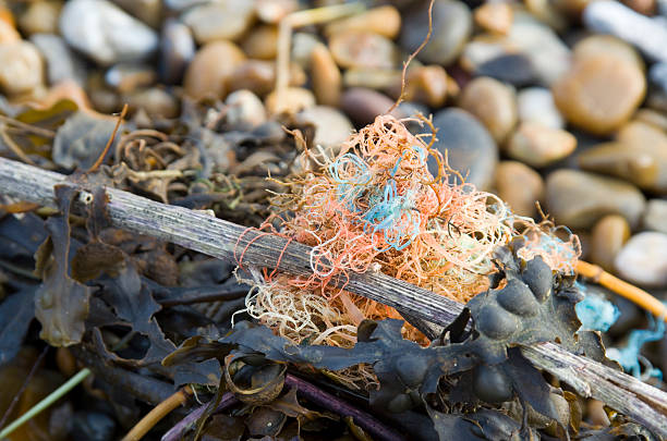 istock Seaweed and fishing line. 525803709