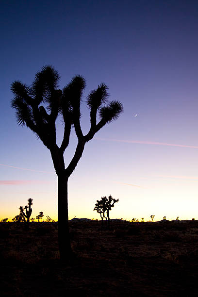 istock Sunset at Joshua Tree NationalPark 525803771
