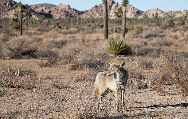 istock Wild Coyote in Joshua Tree National Park 525803907