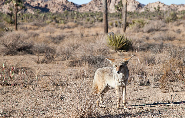 istock Wild Coyote in Joshua Tree National Park 525803911