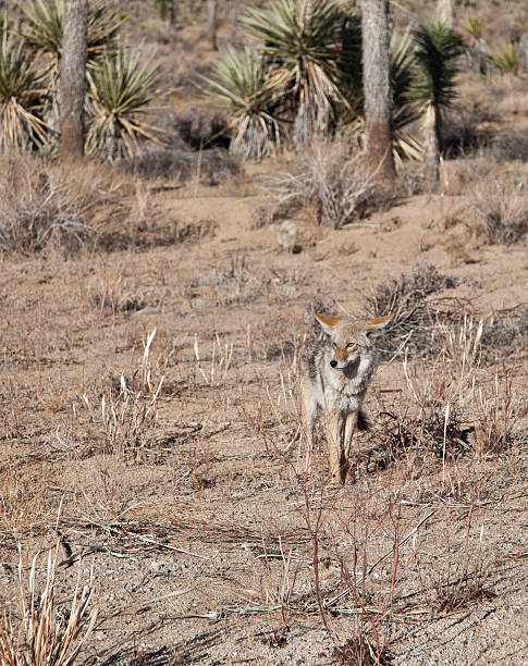 istock Wild Coyote in Joshua Tree National Park 525803915