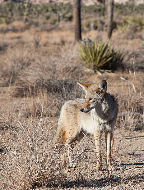 istock Wild Coyote in Joshua Tree National Park 525803917