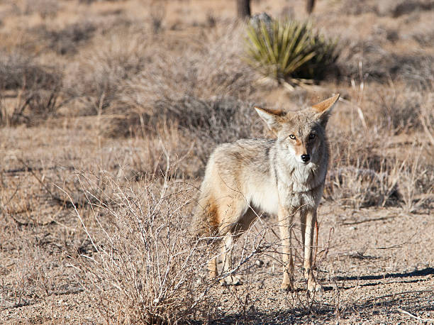 istock Wild Coyote in Joshua Tree National Park 525803919