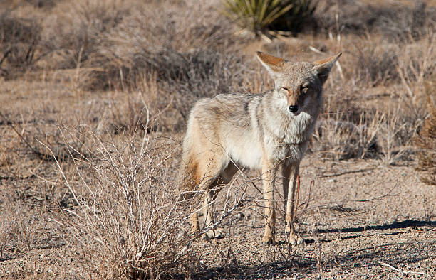 istock Wild Coyote in Joshua Tree National Park 525803921